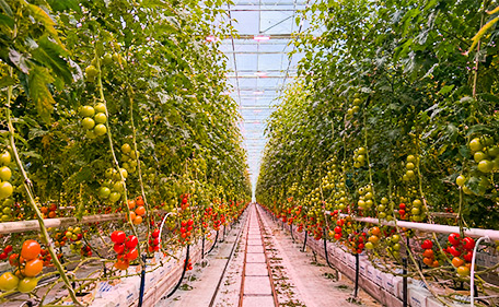 Make It Fit the Greenhouse