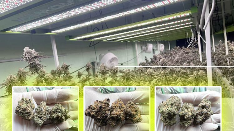 How LED Grow Lights Enhance Cannabis Yield HIGROWSIR