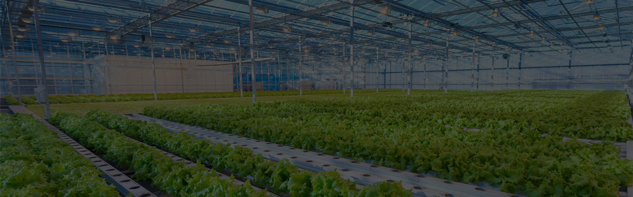 GREENHOUSE