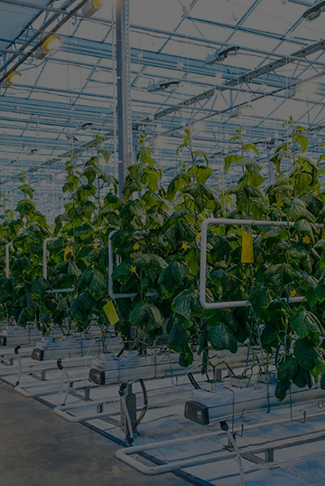 GREENHOUSE