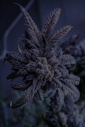 CANNABIS