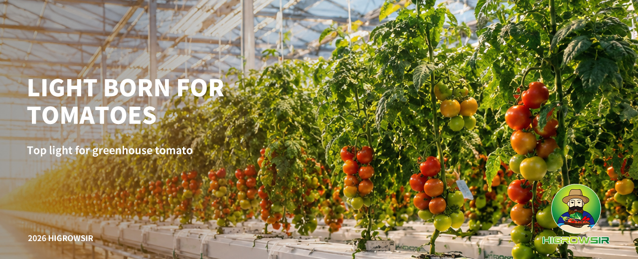 High-quality tomato cultivation under Higrowsir LED to solve 2026 supply crisis