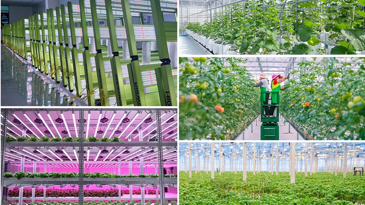 Commercial tomato greenhouse LED toplighting installation for high-wire crop cultivation