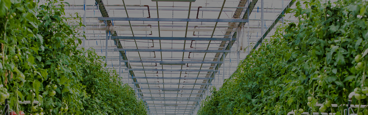 Commercial greenhouse crop environment for supplemental toplighting