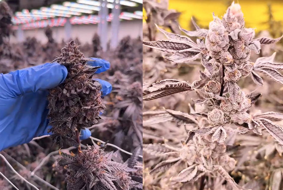 Cannabis Grow Room Lighting Solution