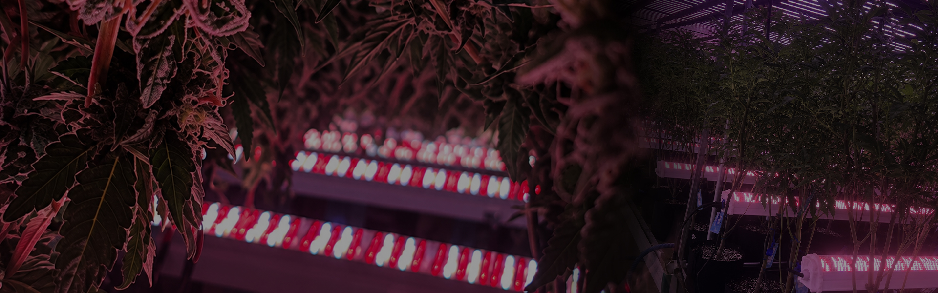 Z-4FT 120W under canopy LED lighting in a commercial cannabis grow room