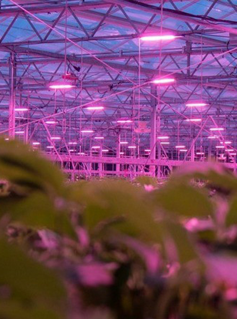 Commercial greenhouse LED lighting project by HIGROWSIR