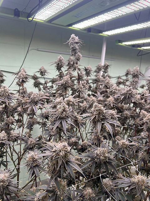 ommercial cannabis cultivation lighting project by HIGROWSIR