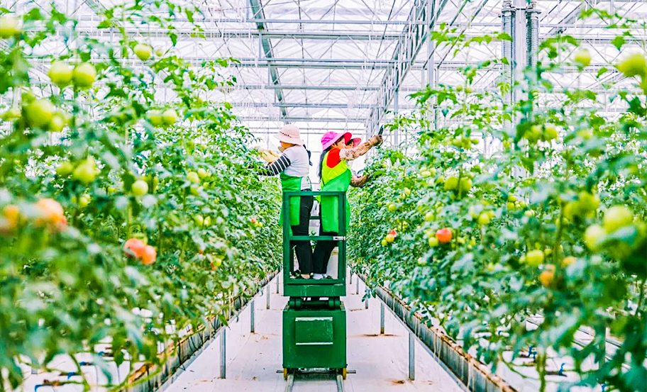 Commercial tomato greenhouse growing environment for LED supplemental lighting applications.