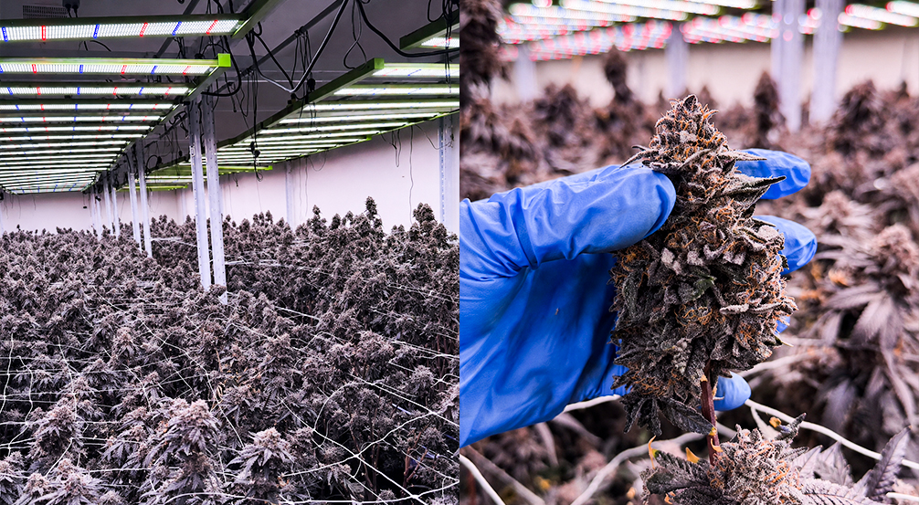 Commercial cannabis cultivation facility with high-intensity LED grow lighting for flowering crops.