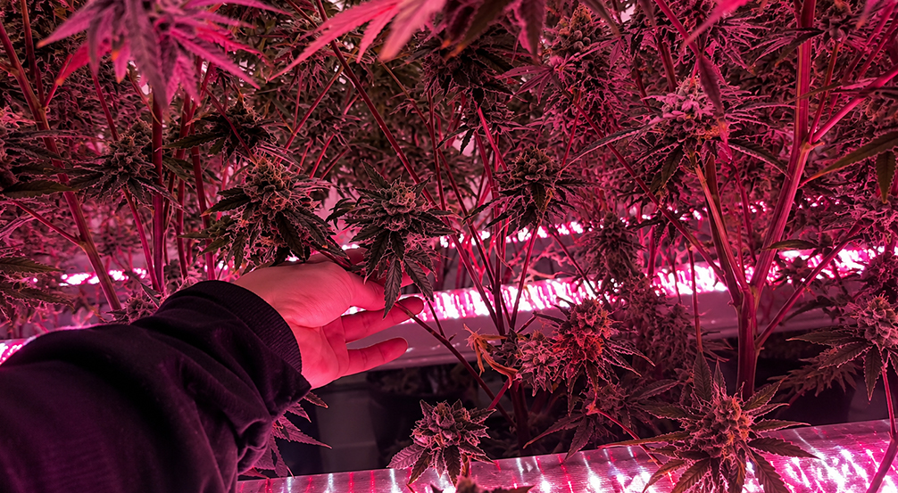LED under-canopy lighting delivering supplemental light beneath dense commercial cannabis plants.