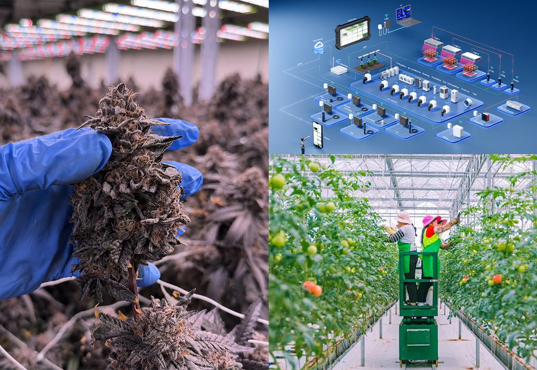 Commercial greenhouse and cannabis grow lighting projects supported by HIGROWSIR for professional controlled-environment cultivation.