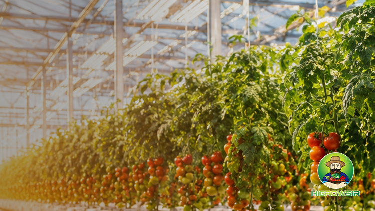 Tomato Greenhouse Lighting Solutions 2026 Higrowsir 4 Channel LED Strategy