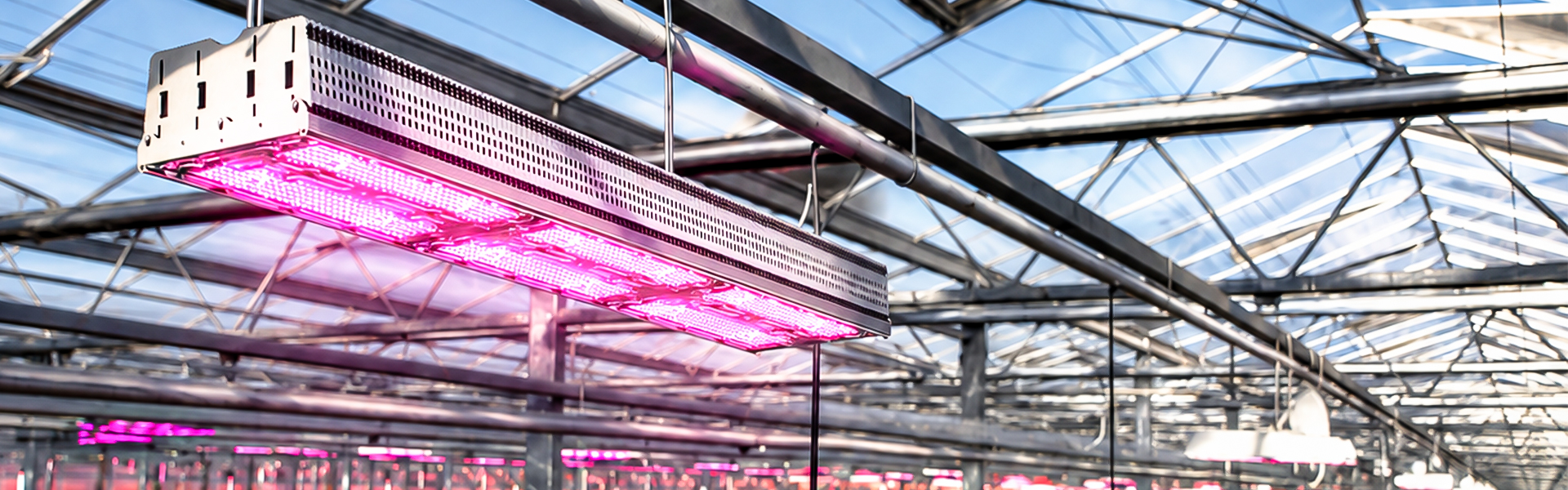 HIGROWSIR TopSpread 3C LED toplight shown in a commercial glass greenhouse.