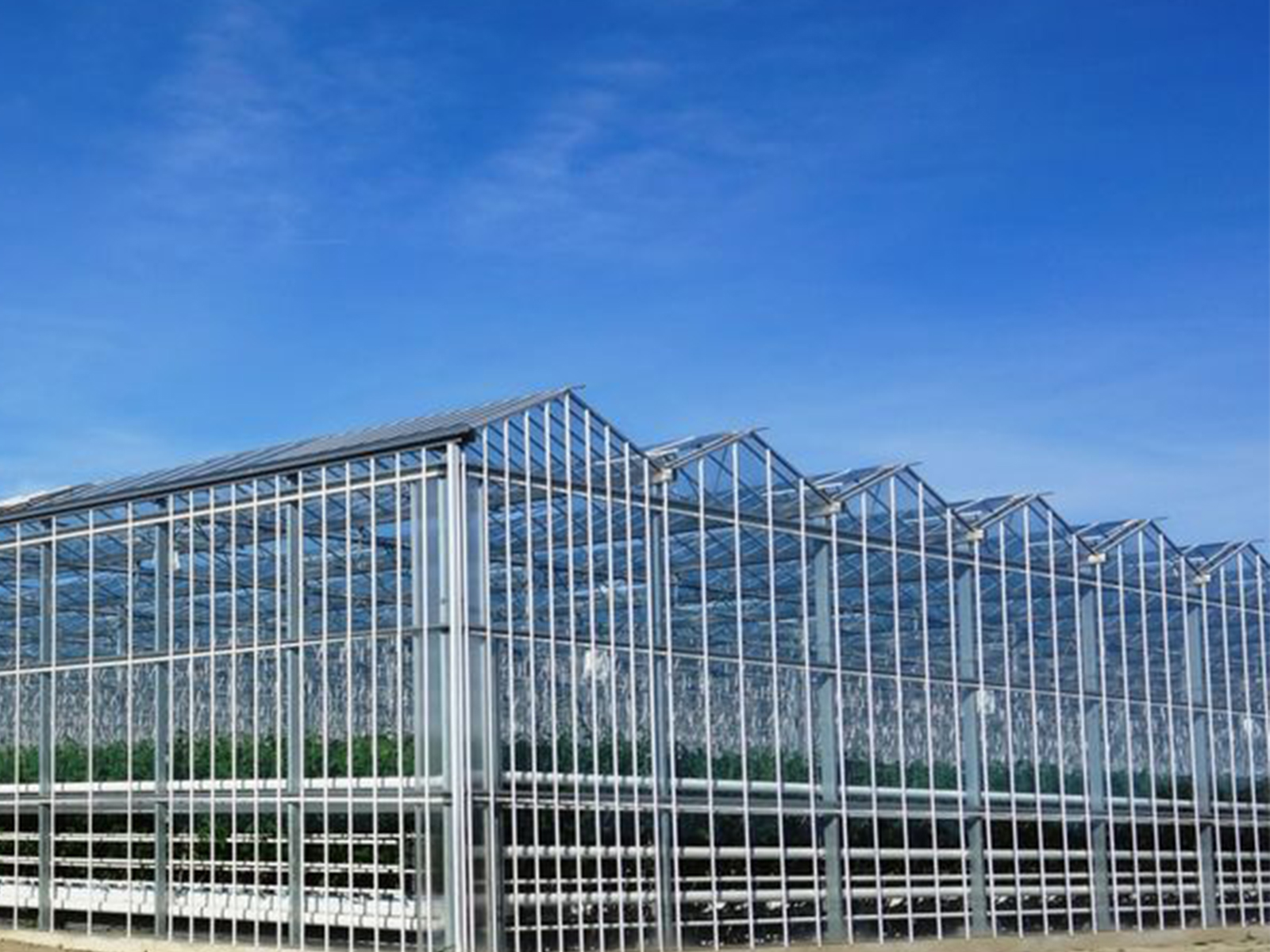 Exterior of a multi-span commercial glass greenhouse with roof ventilation structures.