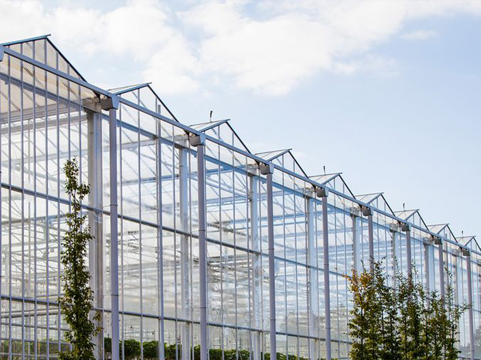 Exterior of a commercial multi-span glass greenhouse showing the roof structure and connected growing bays.
