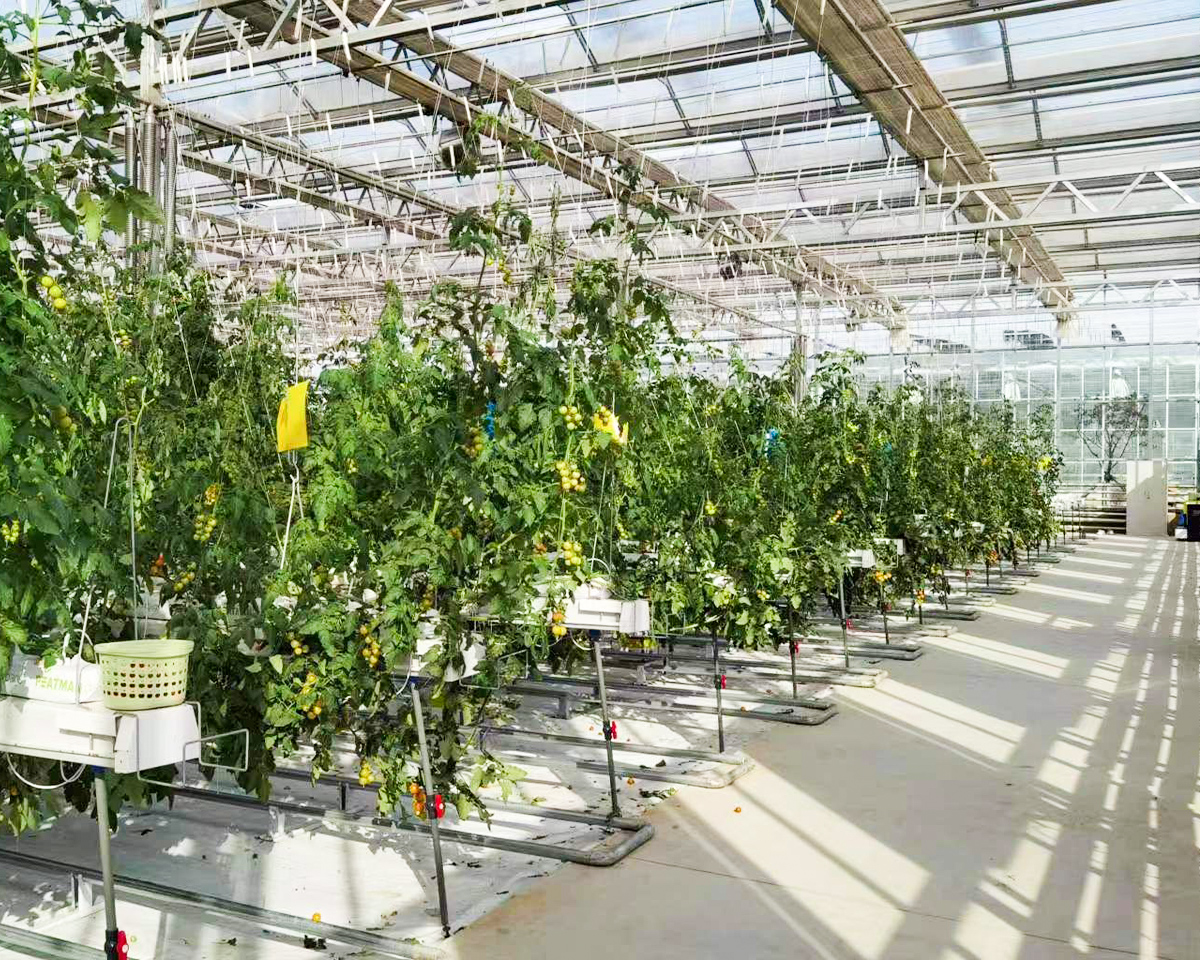 High-wire tomato rows inside a commercial glass greenhouse, illustrating the application context for greenhouse lighting.