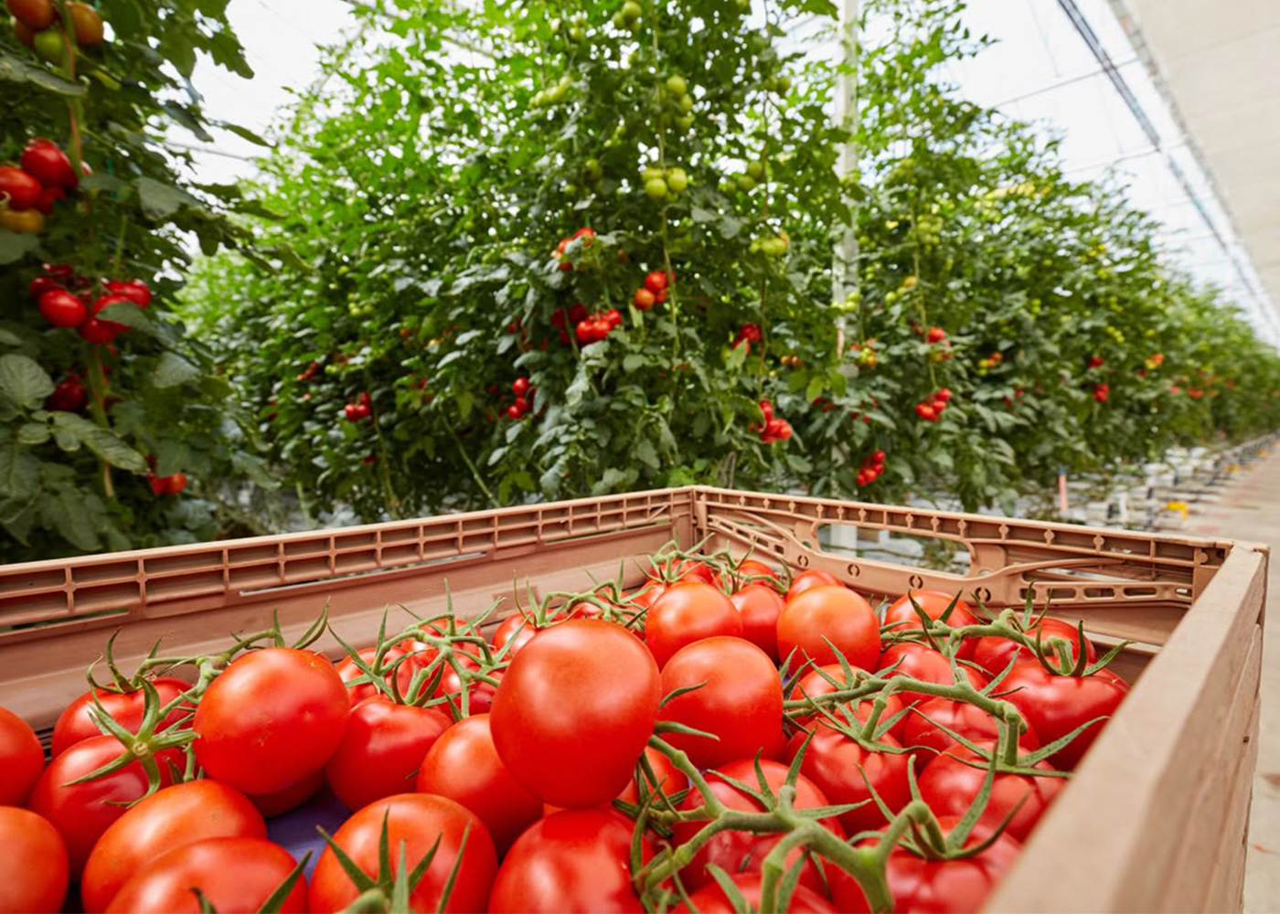 high-wire greenhouse crop under planned supplemental lighting