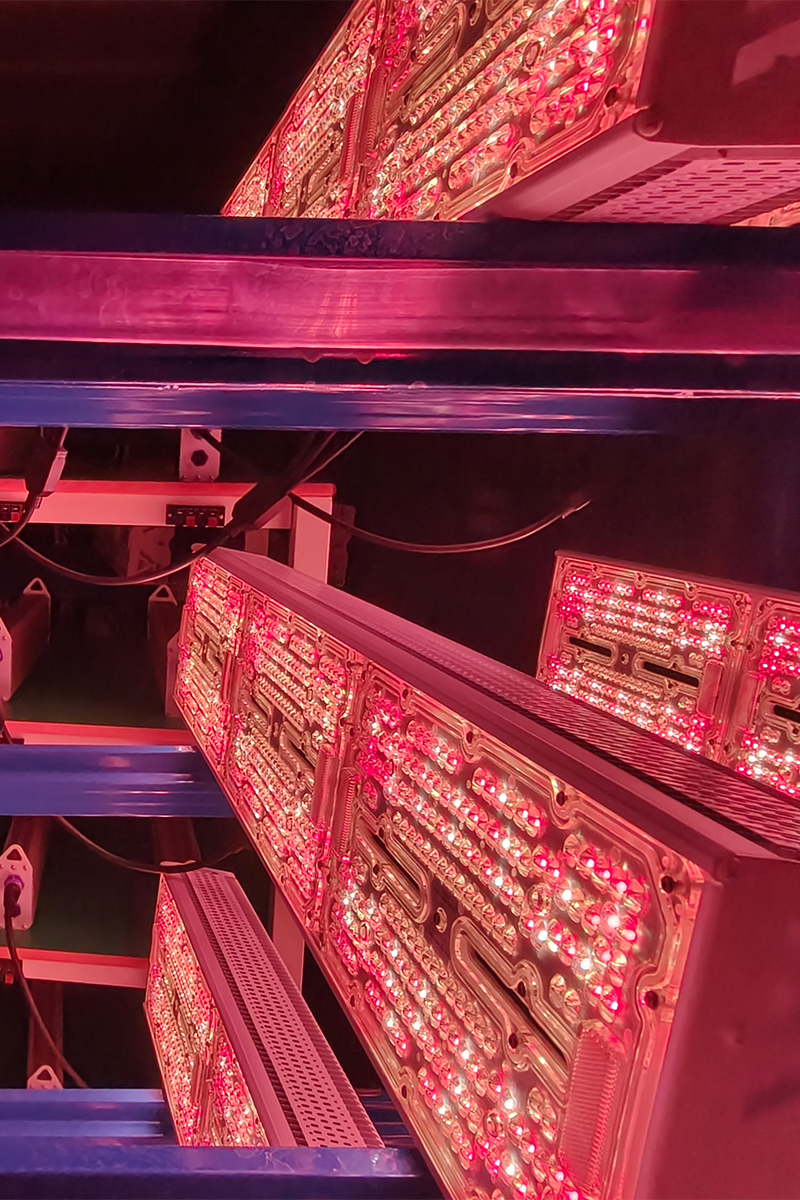 TopSpread commercial greenhouse LED toplights installed above the crop growing area